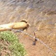 L’accès à la plage du camping du Golfu di Sognu, dans le golfe de Purtivechju, n’est possible qu’en longeant la mer, les pieds dans l’eau. Aucun autre accès n’existe… Au […]