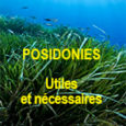 Pour les juges, l’ancre et la chaîne des navires ravagent cet écosystème. Les posidonies sont une espèce protégée depuis 1988. Le 22 novembre, le tribunal maritime de Marseille a condamné […]